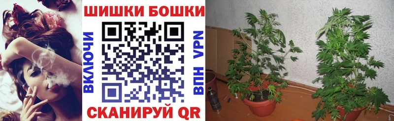 Бошки марихуана план  купить наркоту  Назрань 